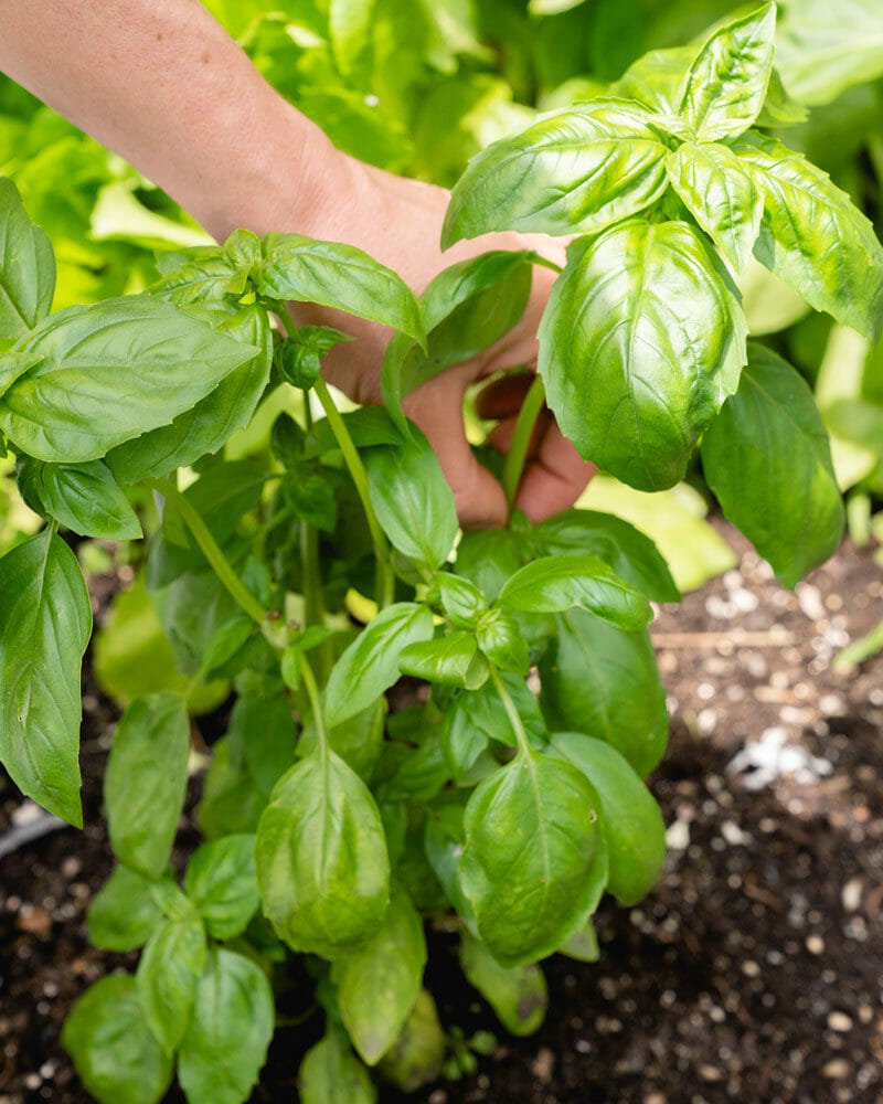 How to prune a basil plant