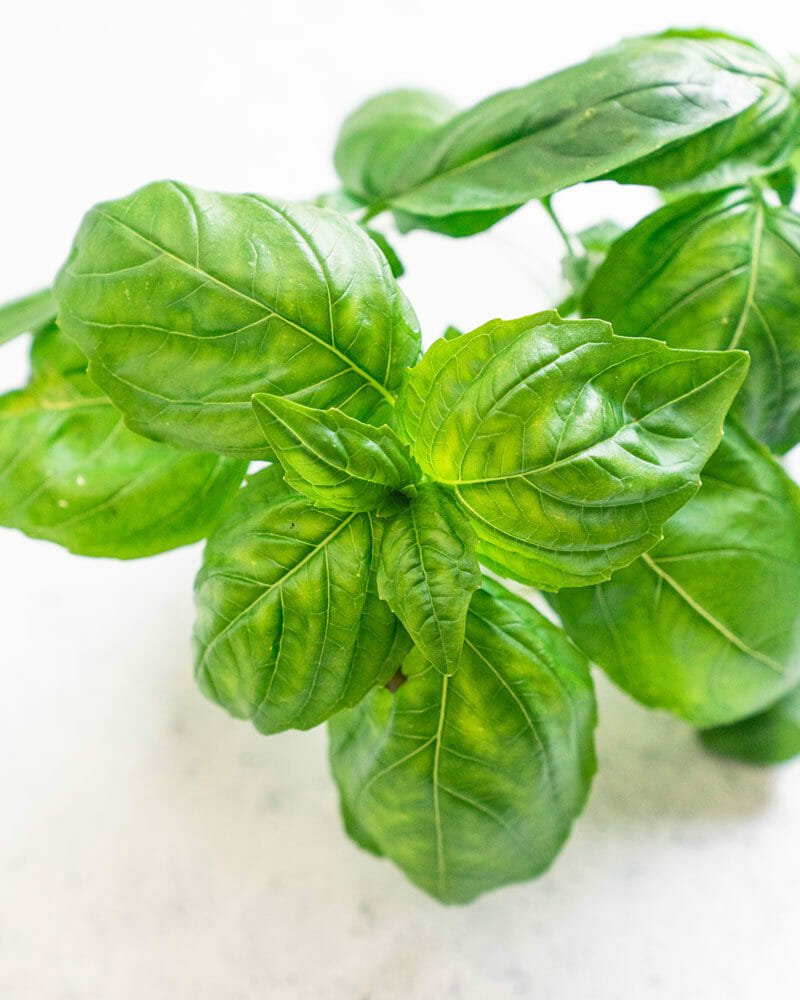 How to store fresh basil