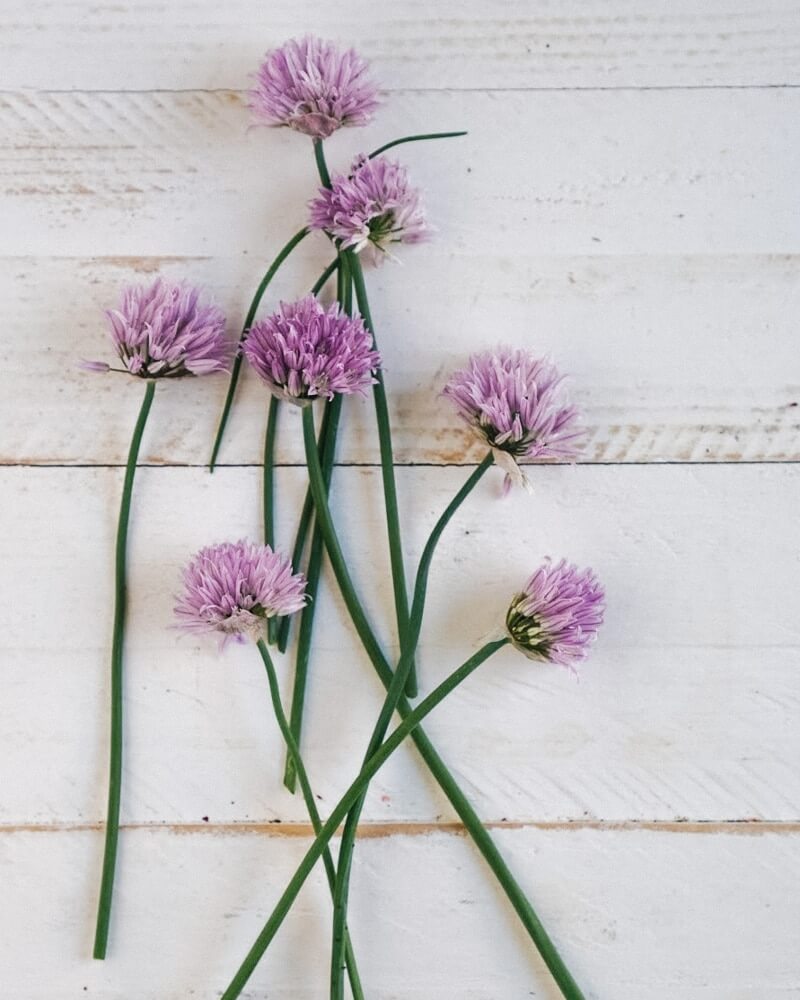 Chive Blossoms |  Are chive flowers edible?